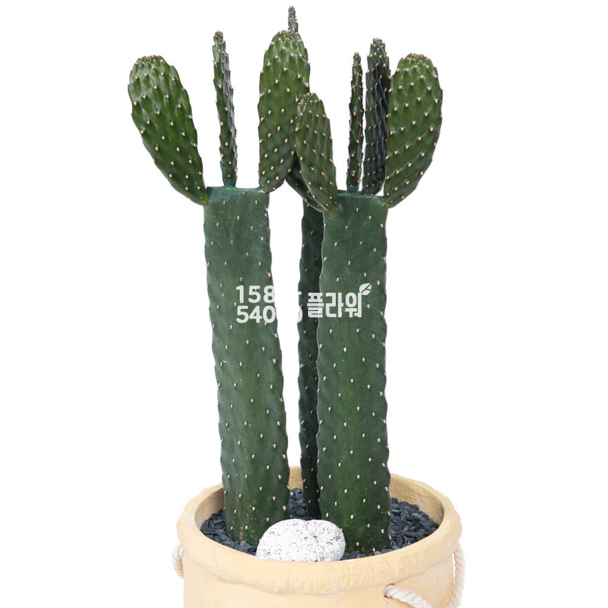 상세이미지