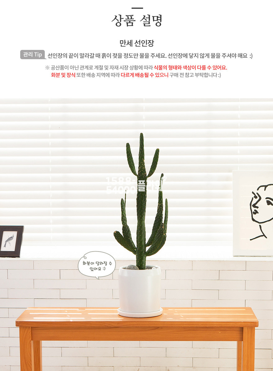 상세이미지