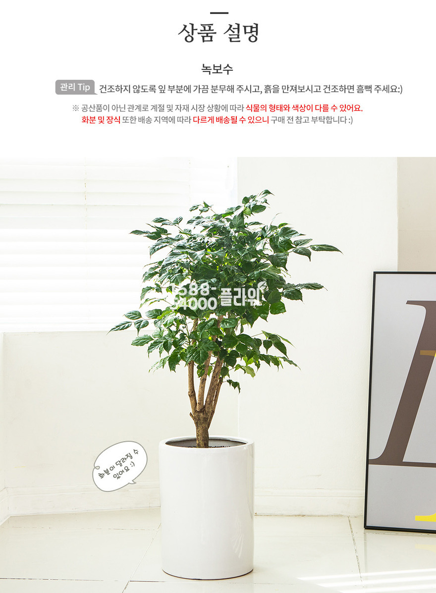 상세이미지