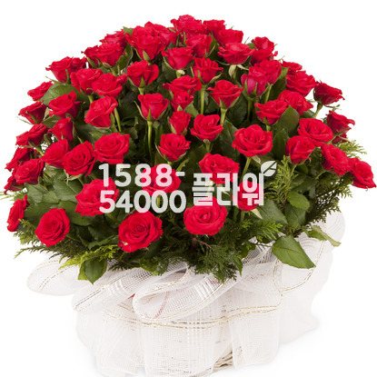 100송이 빨간장미(특별가)