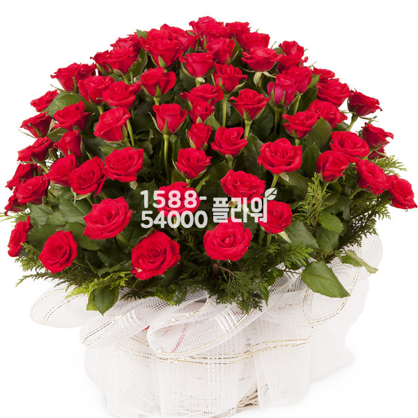 100송이 빨간장미(특별가)