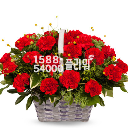 카네이션♥지극하신사랑
