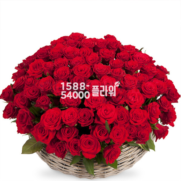 레드100송이