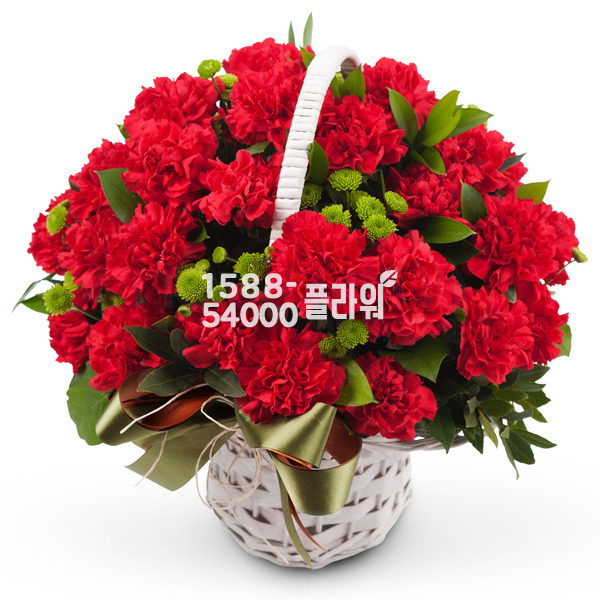 카네이션 사랑