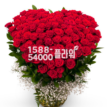 100송이-레드빛사랑(특별가)