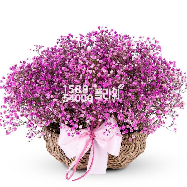 붉은안개꽃(예약배송)