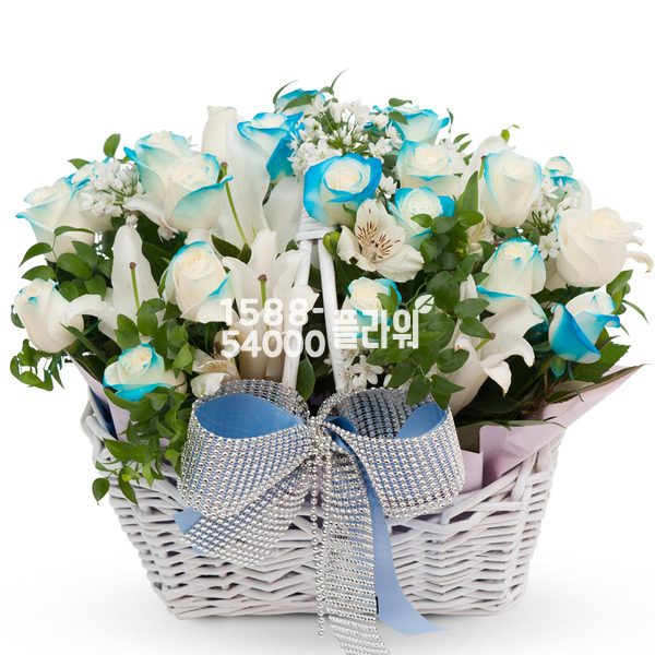파랑이2(예약배송)