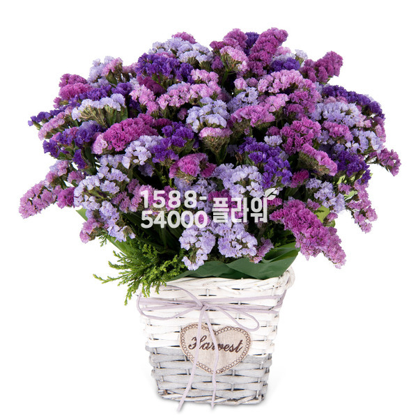 보라빛♥스타치스