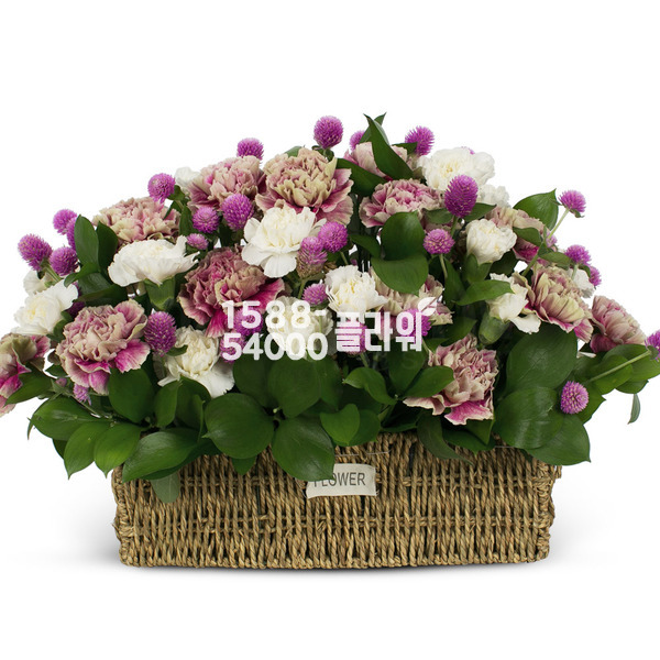 보라빛향기