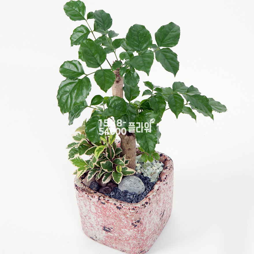 상세이미지