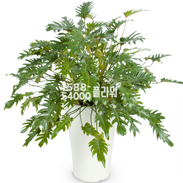 셀렘-인테리어(고급)