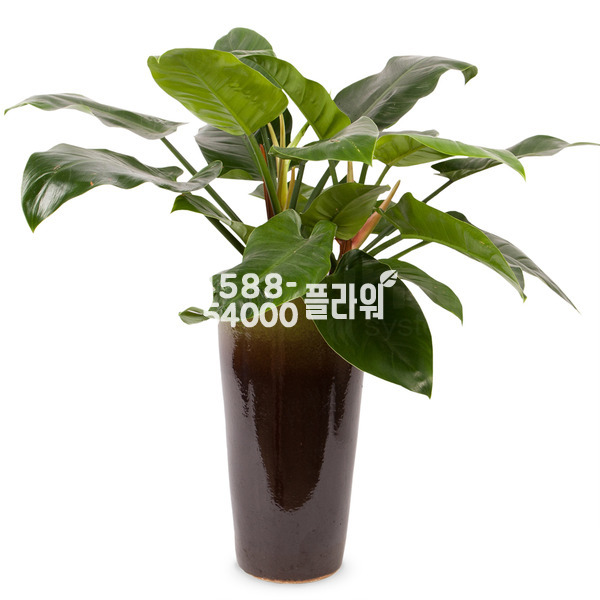 콩고화분-개업축하화분