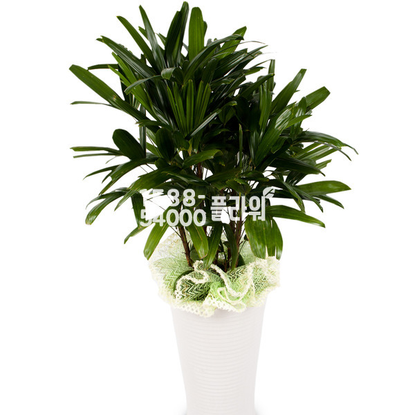 관음죽