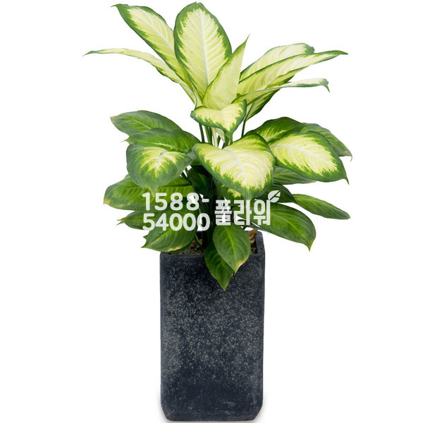 마리안느 디펜바키아(사각)-공기정화
