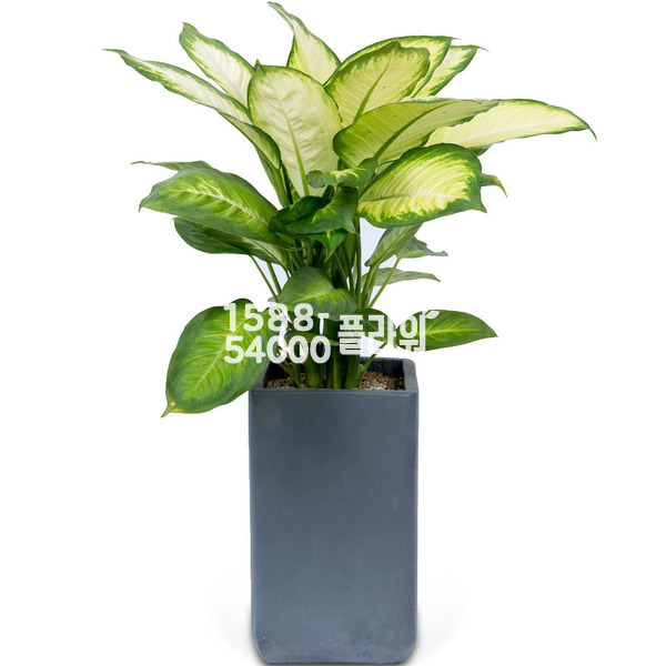 마리안느 디펜바키아(사각)♠공기정화