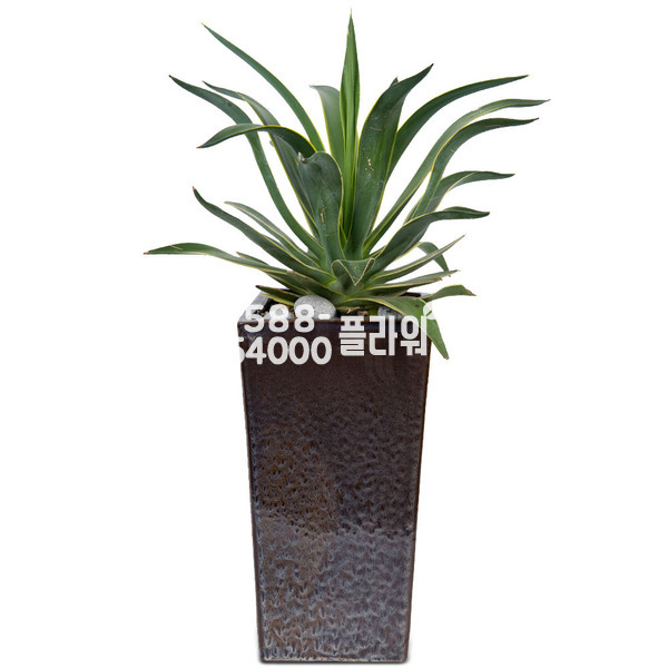 용설란♠공기정화추천