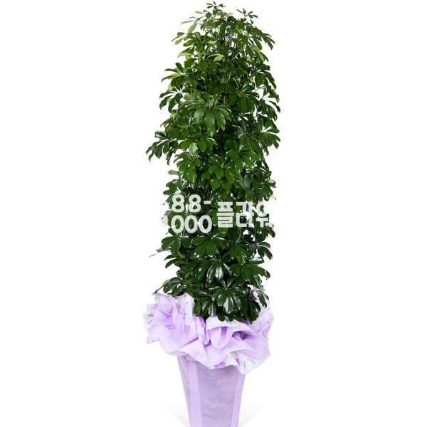 홍콩야자