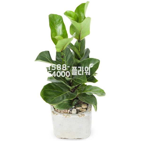 떡갈고무나무