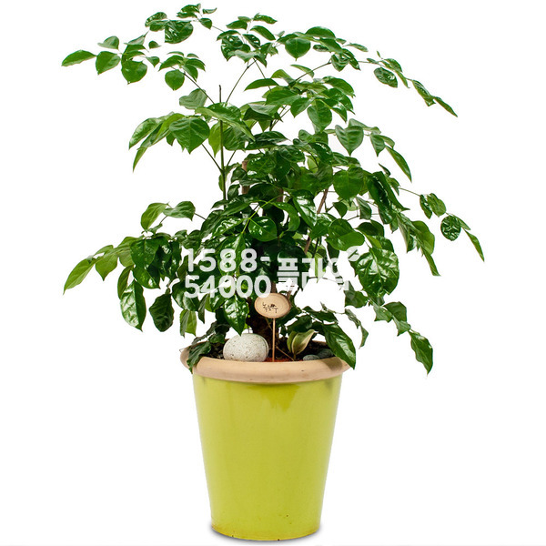 녹보수 칼라분