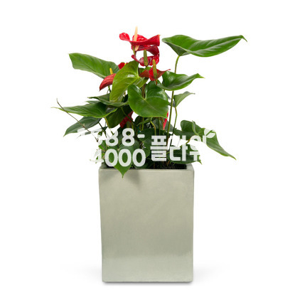 안스리움 사각분