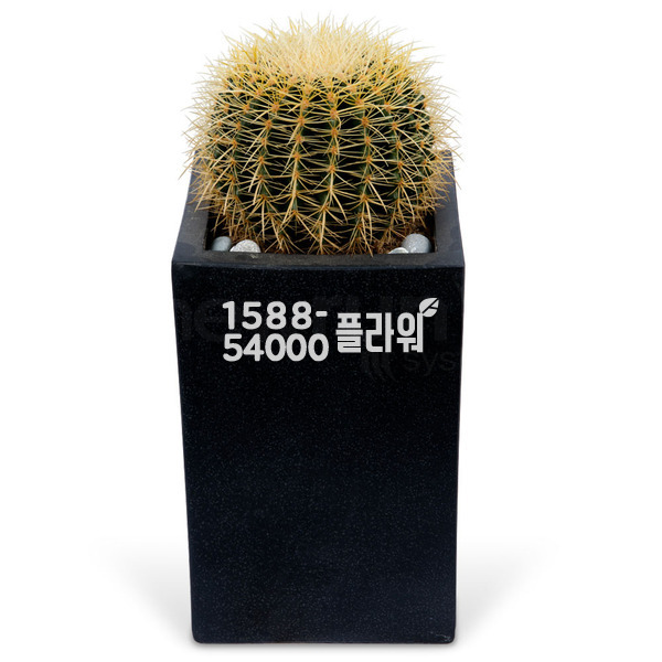 금호 선인장