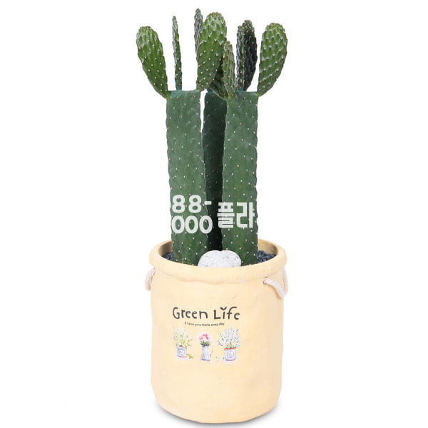 만세선인장