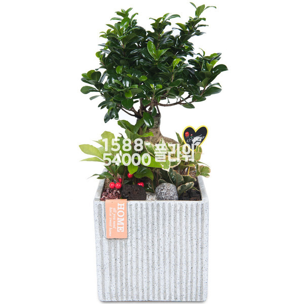 인삼벤자민(사각)