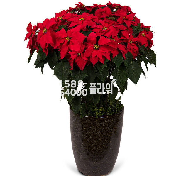 포인세티아(사기분)겨울계절상품
