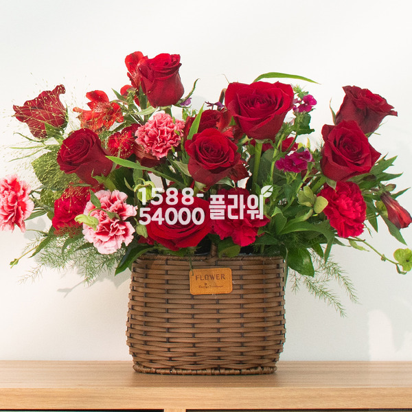 정열의카네이션♥