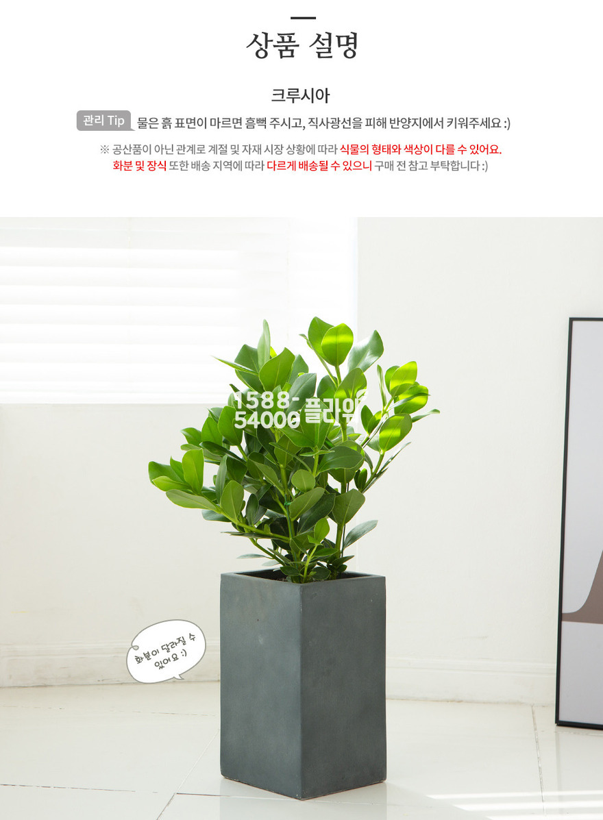 상세이미지
