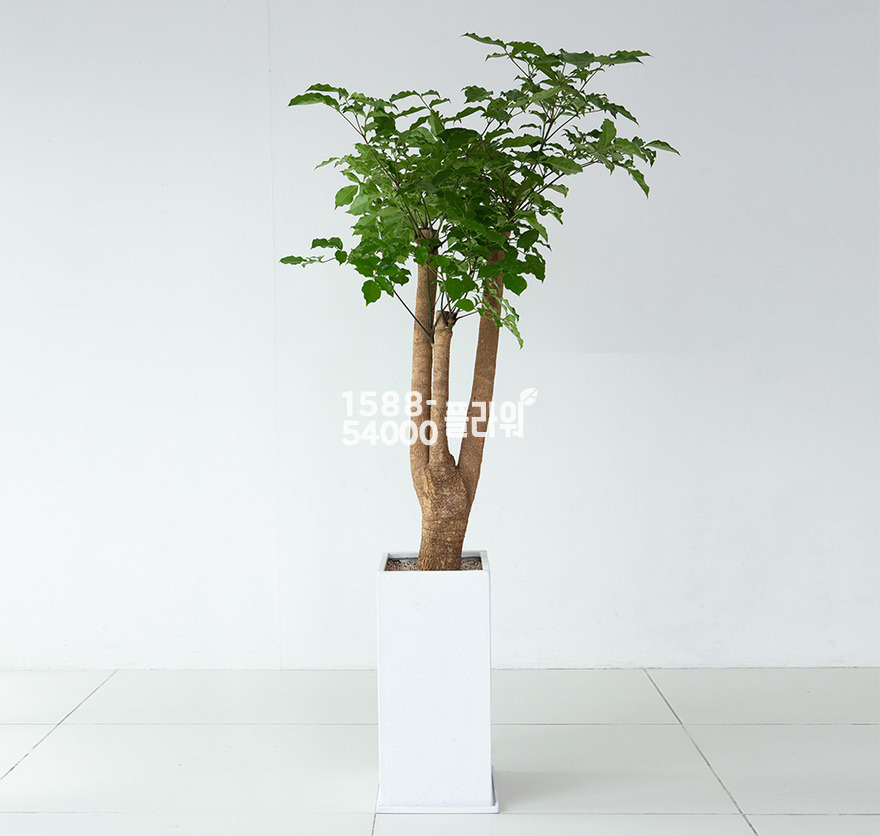 상세이미지