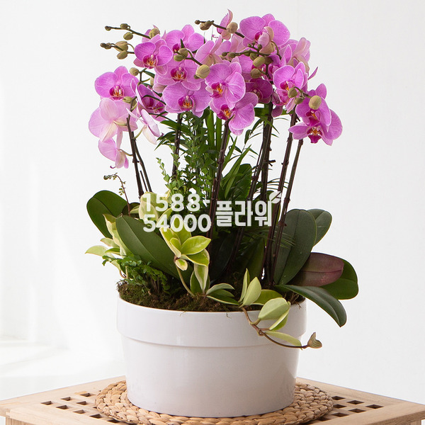 K7 호접란