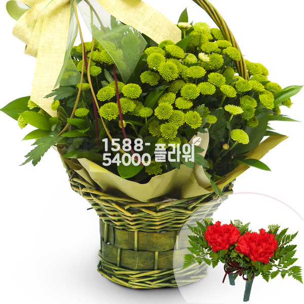 초록색소국바구니(코사지별도)