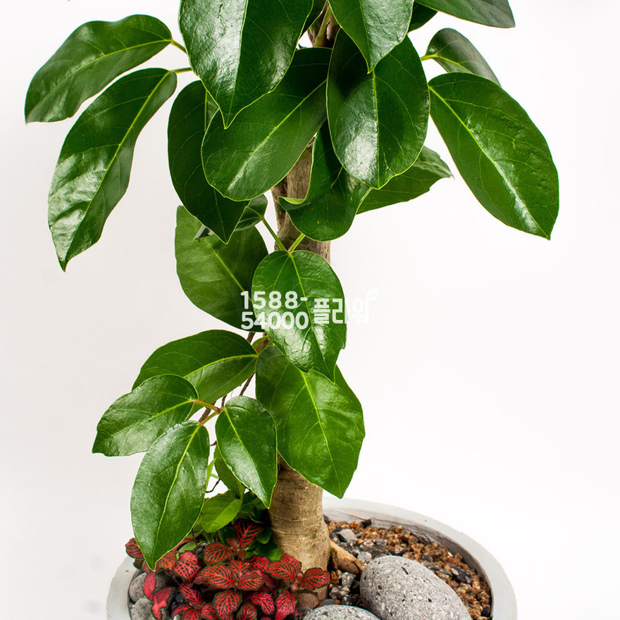 상세이미지