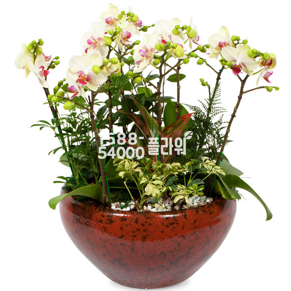 혼합미니호접란
