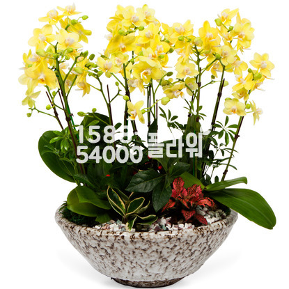 MD추천♠서양란 호접
