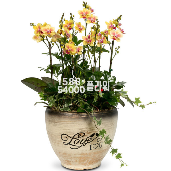MD추천♠서양란 호접