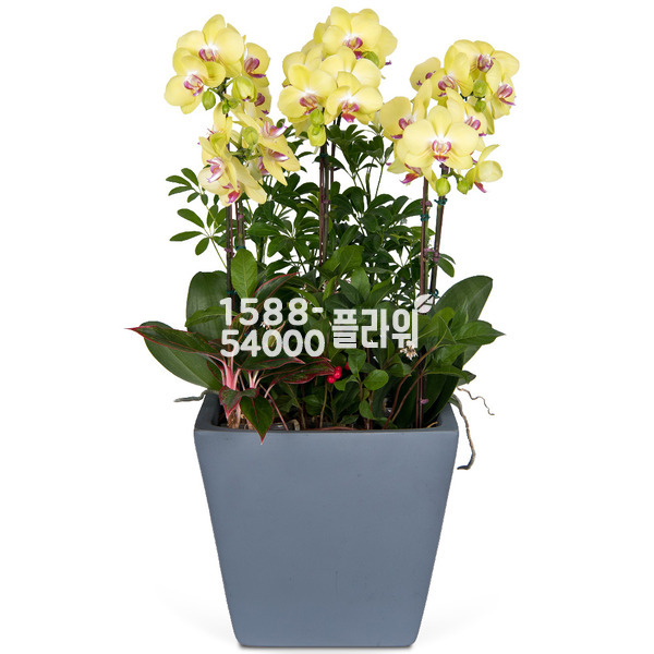 센셋노랑 사각분