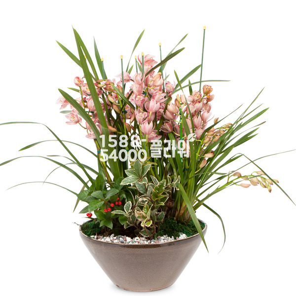 심비디움B-겨울계절상품