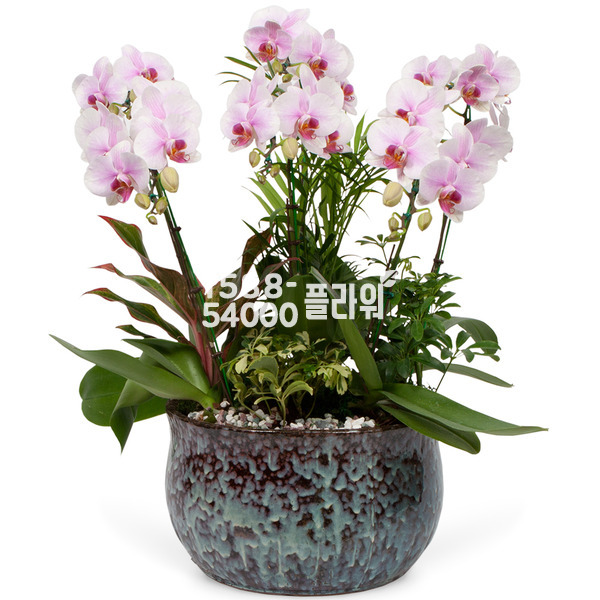 럭셔리♠미니호접(연핑크)