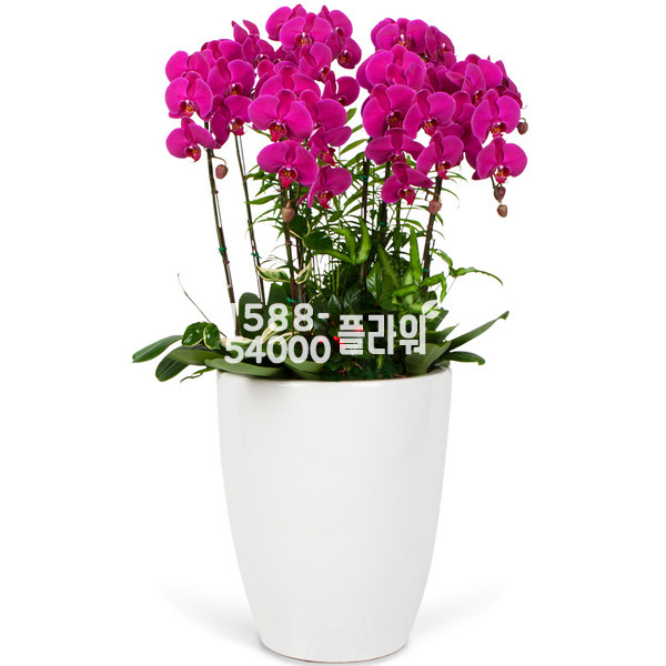 호접란(고급)♠개업축하선물