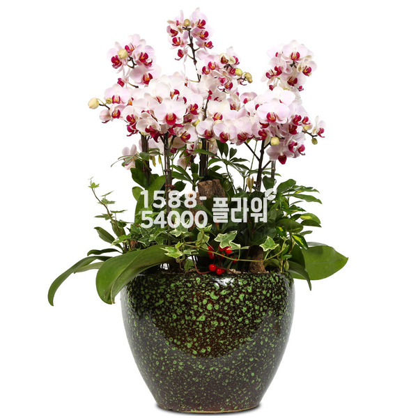 미니호접-원형사기분