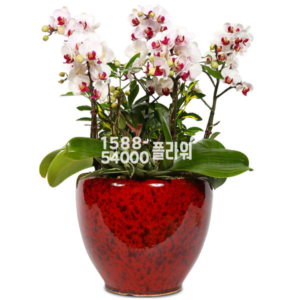 화이트호접란