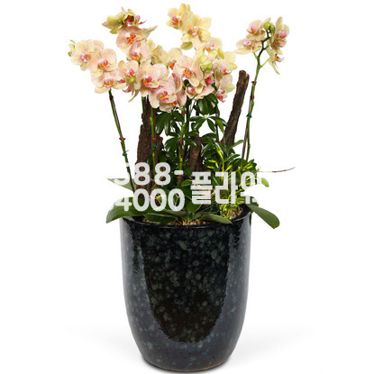 명품호접(고급)♠개원축하