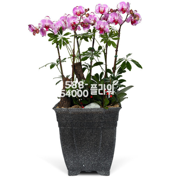 개업축하♠호접란