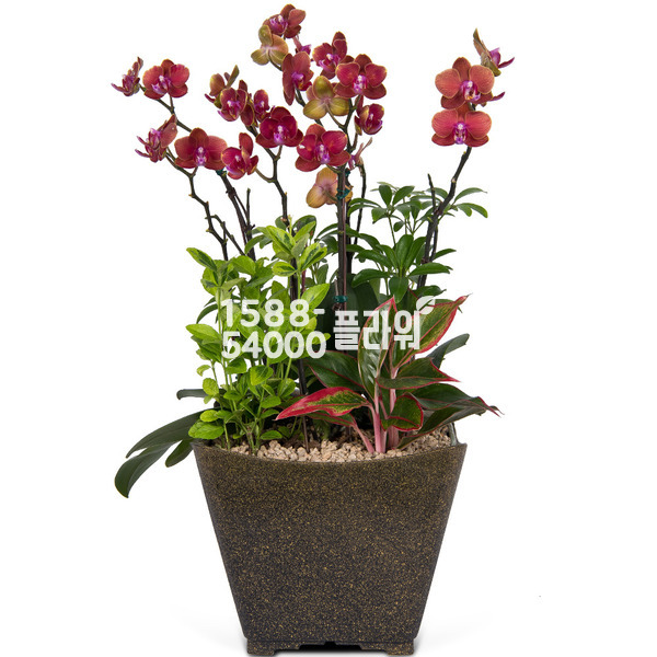승진축하♣뉴살구향