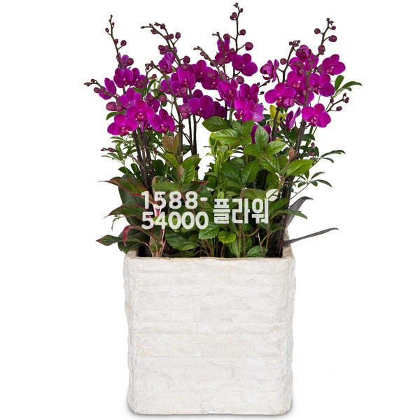 화려한♣고급만천홍