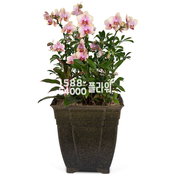 개원축하♠핑크호접란