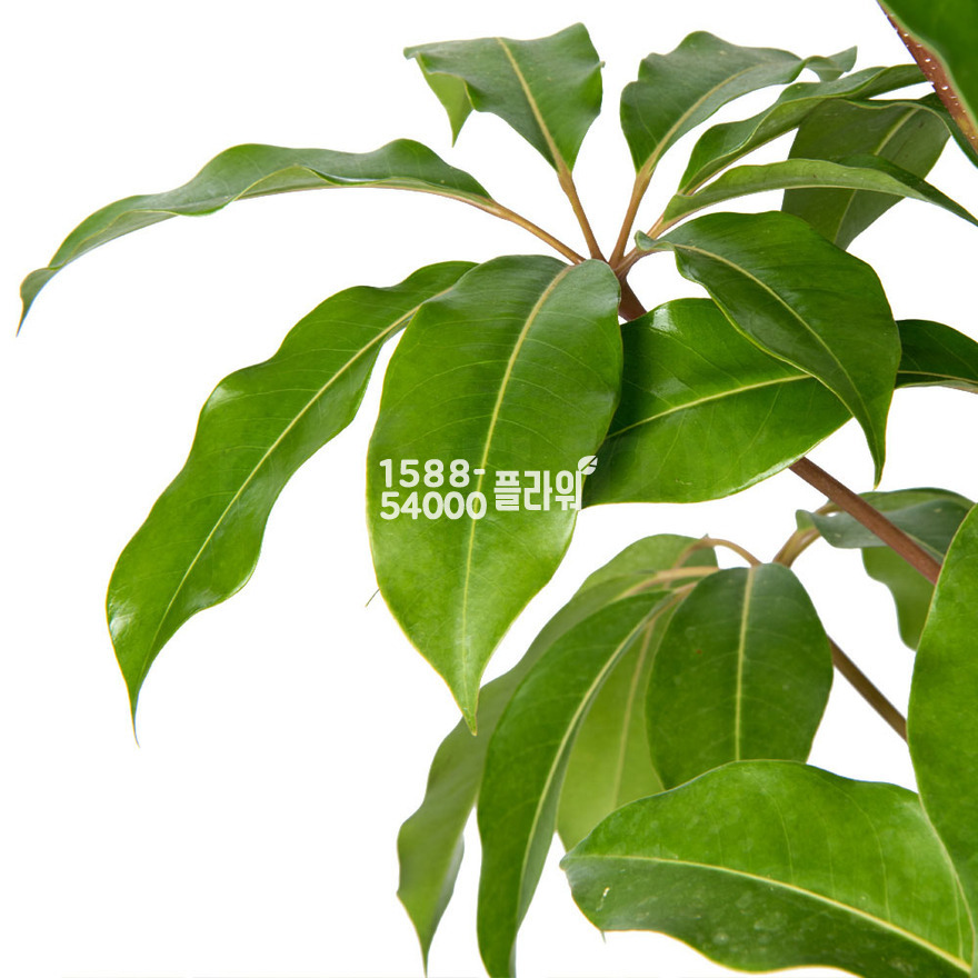 상세이미지