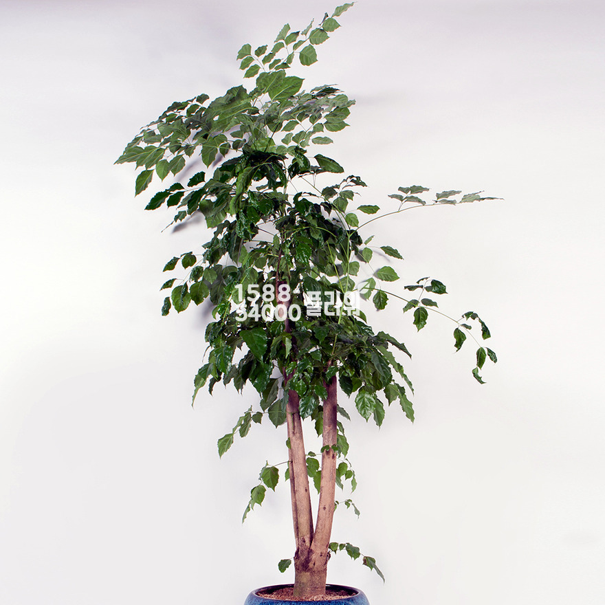 상세이미지
